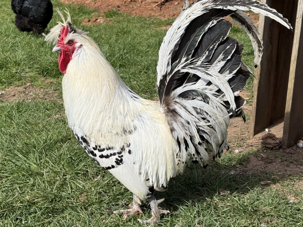 Silver Spangled Appenzeller cockerel