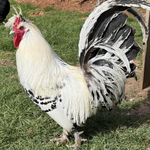 Silver Spangled Appenzeller cockerel