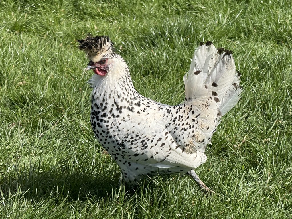 Silver Spangled Appenzeller hen