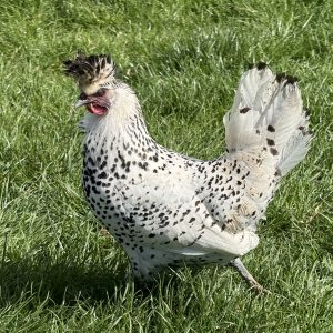 Silver Spangled Appenzeller hen